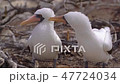 Nazca boobies 47724034