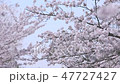 櫻花盛開 - 觀賞櫻花的櫻花 櫻花盛開 - 觀賞櫻花的櫻花 47727427