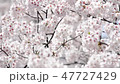 盛開的櫻花盛開在風中搖曳季節性活動·觀賞櫻花 盛開的櫻花盛開在風中搖曳季節性活動·觀賞櫻花 47727429