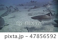 砂地の上を泳ぐサメの群れ 砂地の上を泳ぐサメの群れ 47856592