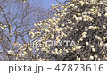 Forest park (plum) 47873616