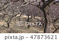 Forest park (plum) 47873621