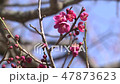 Forest park (plum) 47873623