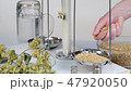 Home brewing of beer. Man weighs barley. 47920050