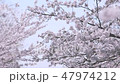 櫻花盛開 - 觀賞櫻花的櫻花 櫻花盛開 - 觀賞櫻花的櫻花 47974212