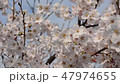 櫻花與微風和盛開的滋賀縣近江八幡市 櫻花與微風和盛開的滋賀縣近江八幡市 47974655