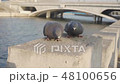 Pigeons eat crumbs on the background of the river 48100656