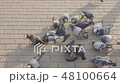 Pigeons flock to crumbs 48100664