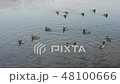 Ducks and drakes swim in a river 48100666