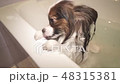 Wet Papillon dog stands in bathroom stock footage video 48315381