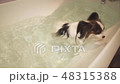 Papillon dog is swimming in bathroom stock footage video 48315388
