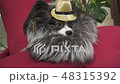 Papillon dog in beautiful suit in a fur coat and a concert hat with a butterfly is removed in the 48315392