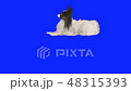 Papillon dog tumbles on floor on blue hromakey slow motion stock footage video 48315393