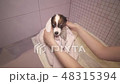 Papillon dog in towel after bathing in the bathroom stock footage video 48315394