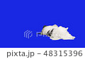 Papillon dog tumbles on floor on blue hromakey stock footage video 48315396