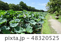 Lotus flowers and leaves swaying in the wind Maizuru Park in Fukuoka prefecture 48320525