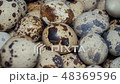 Quail eggs on the poultry farm 48369596