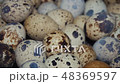 Quail eggs on the poultry farm 48369597