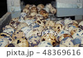 Quail eggs on the poultry farm 48369616