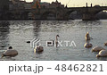 A city park, White swans swim in a river, Swans on the Vltava River, Swans in Prague, white swan 48462821