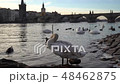 A city park, White swans swim in a river, Swans on the Vltava River, Swans in Prague, white swan 48462875