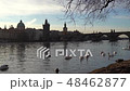 A city park, White swans swim in a river, Swans on the Vltava River, Swans in Prague, white swan 48462877