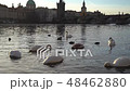 A city park, White swans swim in a river, Swans on the Vltava River, Swans in Prague, white swan 48462880