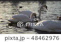 A city park, White swans swim in a river, Swans on the Vltava River, Swans in Prague, white swan 48462976