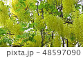 Thai National flowers, Ratchaphruek or golden show 48597090