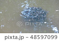 Tadpoles 48597099