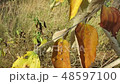 Dried leaves on tree and grass 48597100