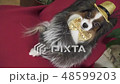 Papillon dog in beautiful suit in a fur coat and a concert hat with a butterfly is removed in the 48599203