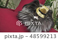 Papillon dog in beautiful suit in a fur coat and a concert hat with a butterfly is removed in the 48599213