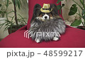 Papillon dog in beautiful suit in a fur coat and a concert hat with a butterfly is removed in the 48599217