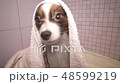 Papillon dog in towel after bathing in the bathroom stock footage video 48599219