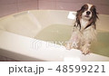 Wet Papillon dog stands in bathroom stock footage video 48599221