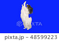 Papillon dog dancing on its hind legs on a blue hromakey stock footage video 48599223