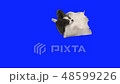 Papillon dog tumbles on floor on blue hromakey slow motion stock footage video 48599226