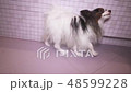 Papillon dog is blow dry after bathing in bathroom stock footage video 48599228