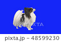 Papillon dog tumbles on floor on blue hromakey stock footage video 48599230