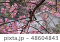 河津桜の蜜を食べる小鳥 48604843