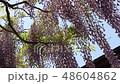 藤の花FIX 48604862
