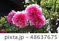 風に揺れる牡丹の花FIX 48637675