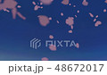 跳舞櫻花版2 48672017
