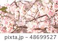 桜 48699527