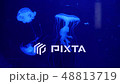Underwater video with jellyfish medusas in blue aquarium color water 48813719
