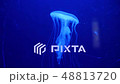 Underwater video with jellyfish medusas in blue aquarium color water 48813720
