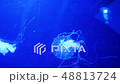 Underwater video with jellyfish medusas in blue aquarium color water 48813724