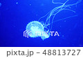 Underwater video with jellyfish medusas in blue aquarium color water 48813727