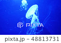 Underwater video with jellyfish medusas in blue aquarium color water 48813731